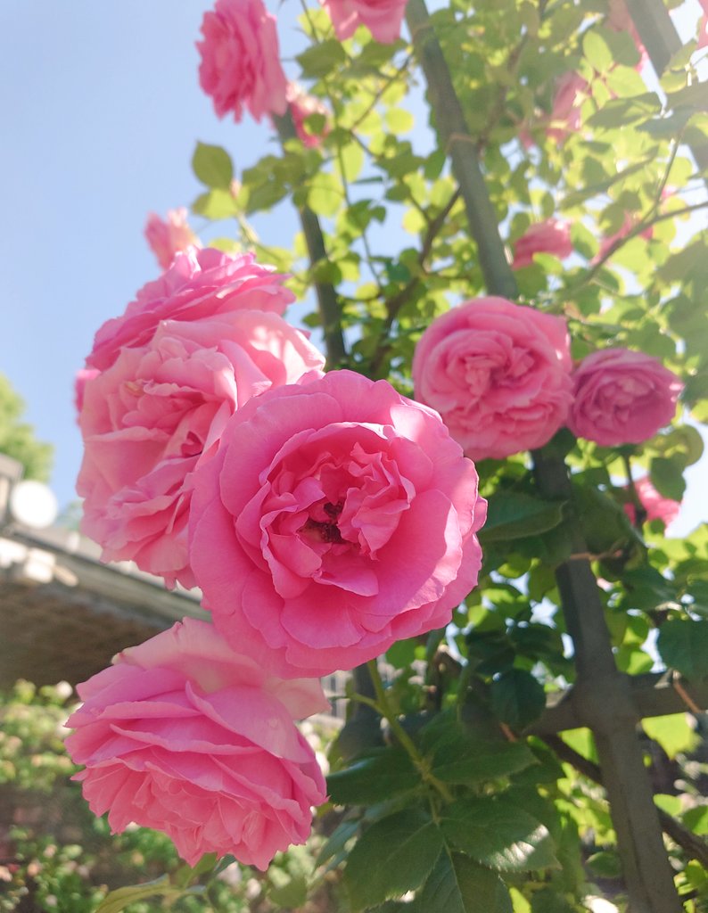 tubakiuekibachi's tweet photo. #ファインダー越しの私の世界 
#MyFlower   #ｷﾘﾄﾘｾｶｲ 
#airsora #mysky  #Rose
 #RosePark  #Garden
#TLを花でいっぱいにしよう  
#YELLをマミに 
#YELLをみんなに  
#Jewel  #RADIコミ 
#WowXperia  #XperiaProI https://t.co/zhkSIm0ena