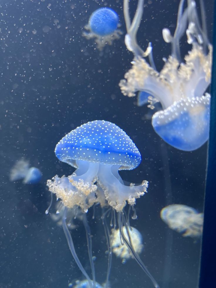 softdeIicacy's tweet image. deep in the ocean 🪼🪸.