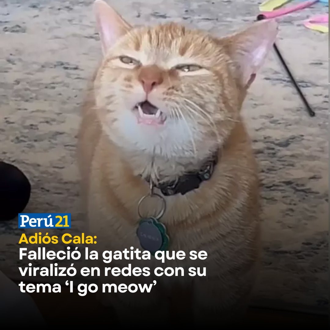 😿😿 Cala se hizo famosa por su curiosa y llamativa forma de maullar, que cautivó a los usuarios de las redes sociales. La triste noticia fue confirmada por su dueña.

📌 Información detallada en tinyurl.com/3jntt2zp