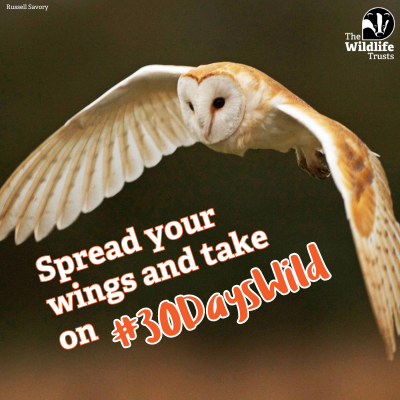 The 30 Days Wild Challenge beings today! Spread your wings and begin your wildest June yet! Sign up for the Wildlife Trusts’ #30DaysWild and;

🌲Connect with nature
🐝Boost your mood
🎨Get your free pack!

#challenge #wildlife
