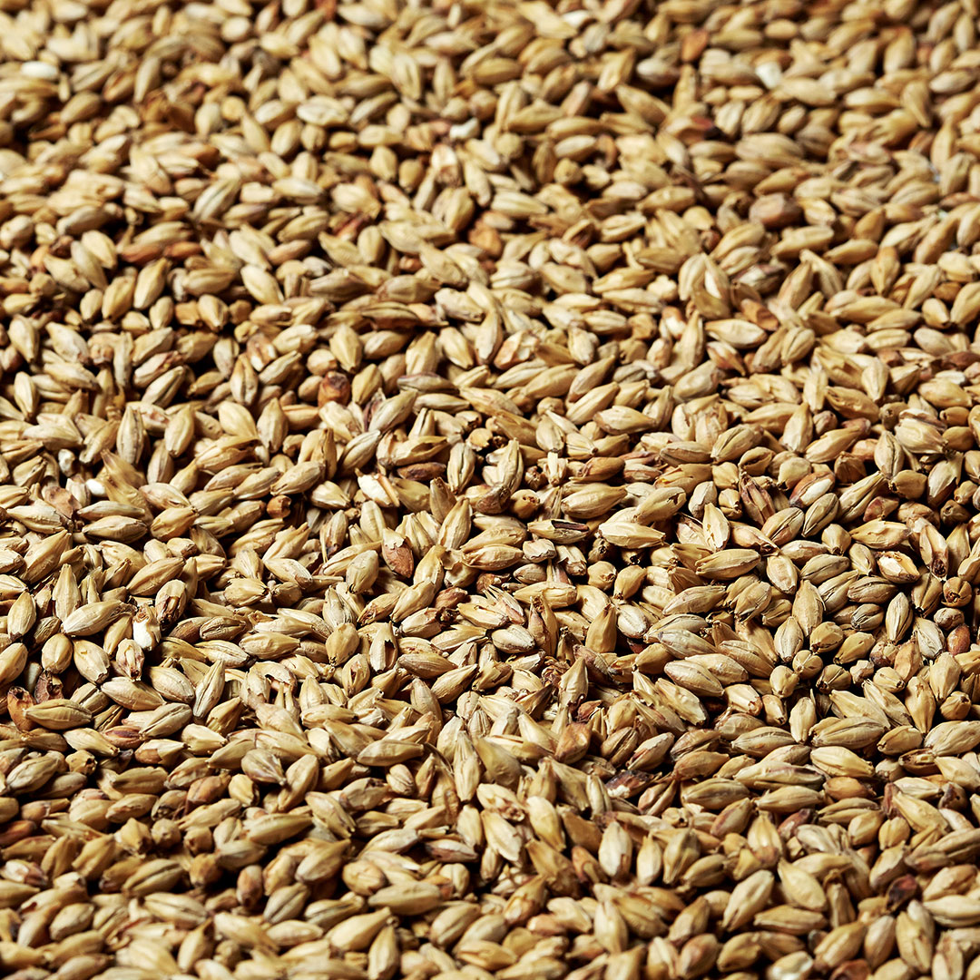 In June we offer 10% OFF Gold Swaen Hell in 25kg bags. This malt gives a slight caramel-sweet aroma and golden colour to your beer. zurl.co/FWew 
#TheSwaen #MakingMaltACraft #Malting #Malt #Malthouse #Brewery #FamilyBusiness