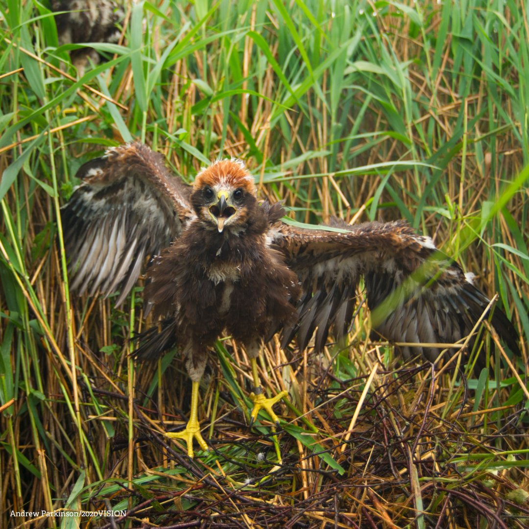 This marsh harrier chick sums up our current mood. 🎉 It’s the first day of #30DaysWild and we can’t wait to spend the whole month connecting with nature together. Pull on your trainers, grab your water bottle and head into the great outdoors. 🥾