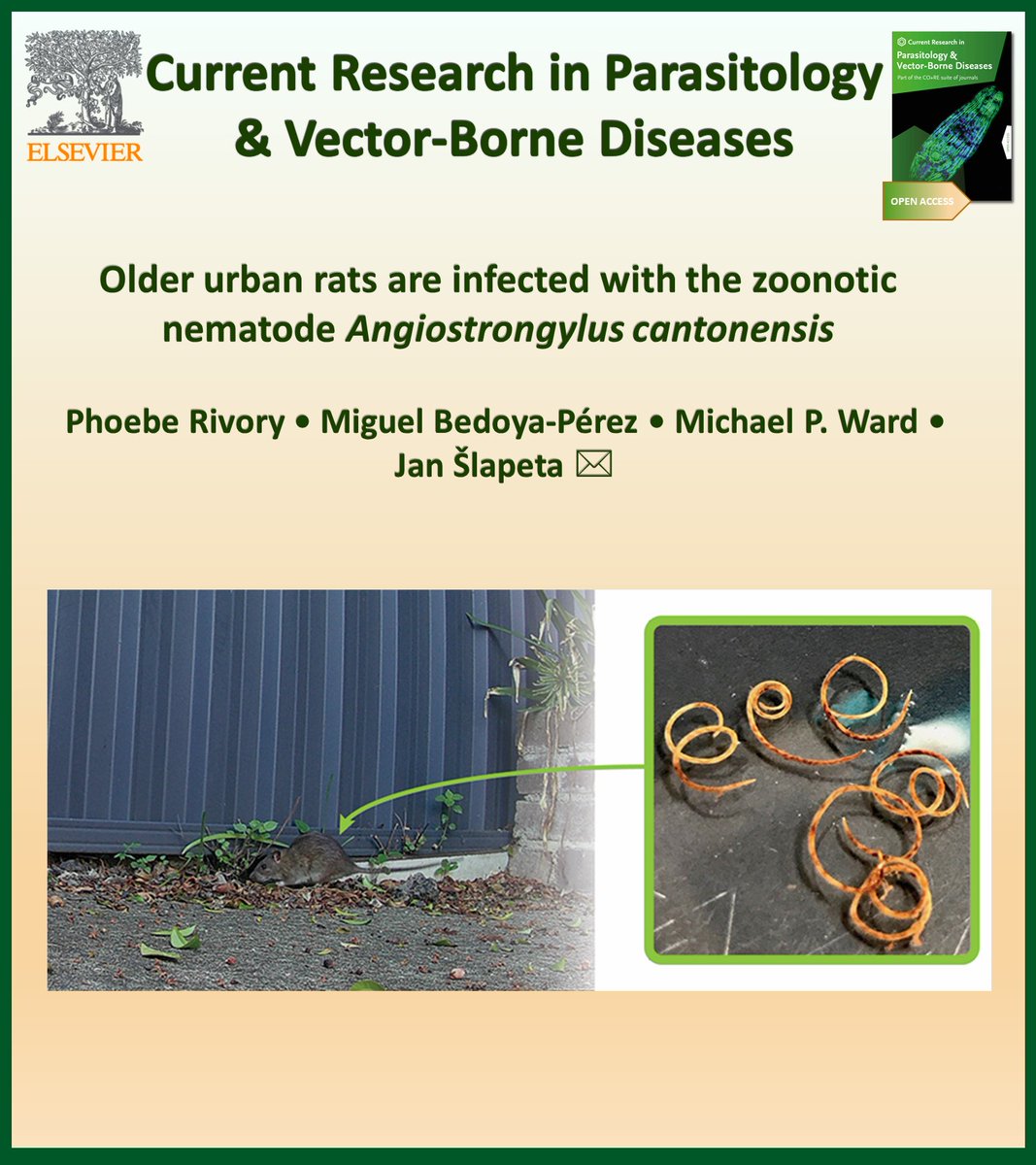 AnetKostadinova's tweet photo. New in Current Research in Parasitology & Vector-Borne Diseases @CRPVBD
#OpenAccess
▶️https://t.co/Hrb1t6DuA0
#Angiostrongyliasis #Angiostrongylus cantonensis #cox1 #Rattus
@JanSlapeta @phoebe_rivory @MA_BEDOYAPEREZ @Sydney_Vet
📌 Angiostrongylus cantonensis found in 29% of urban rats in Sydney, Australia
📌 Infected rats were older, and trapped around parks, gardens and residential areas.
📌 Only the A. cantonensis SYD.1 cox1 haplotype was detected.