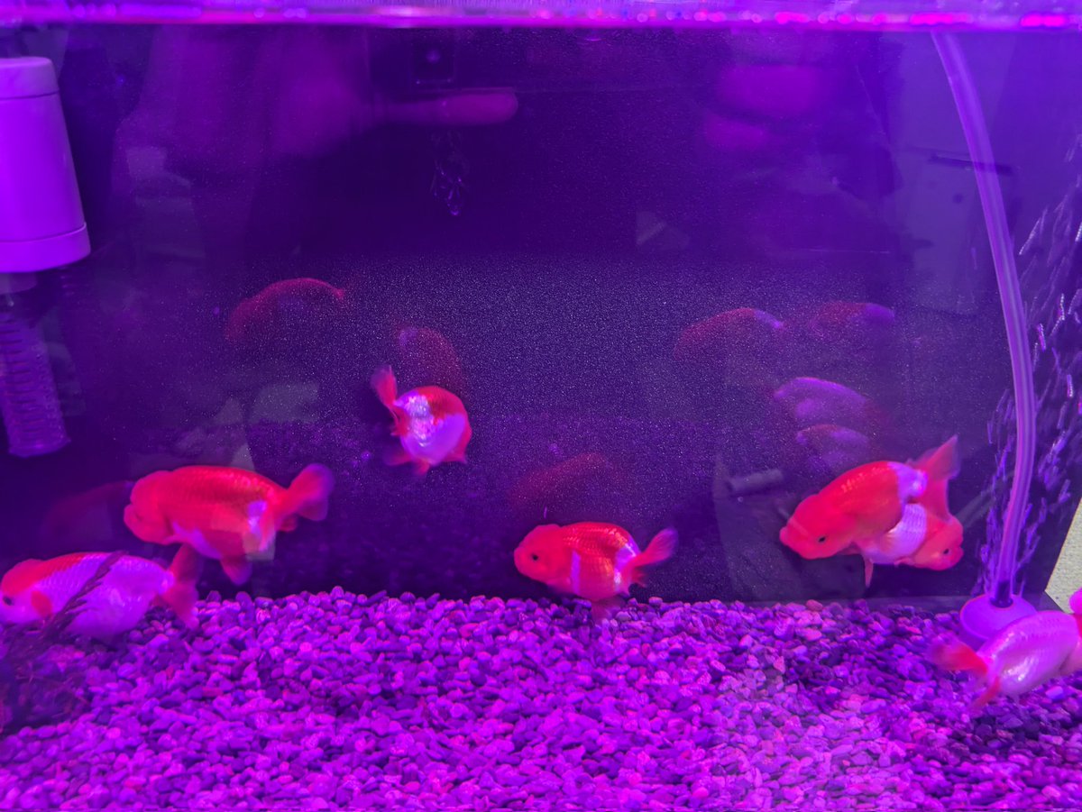 monpihi39's tweet photo. 金魚の為に見守りカメラ欲しいね。 https://t.co/5tdPskHl13