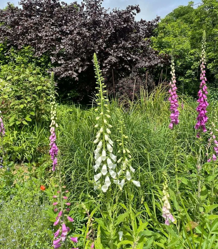 NTDyrhamPark's tweet photo. Happy weekend and it looks like a sunny one! Thanks to visitor Sarah G for sending us these lovely pictures from her recent visit. 🌞😎🌸

#WeekendGarden 
#SunnyGarden
#SunnyWeekend 
#WeekendAdventures 
#June https://t.co/bEctSqsHZm