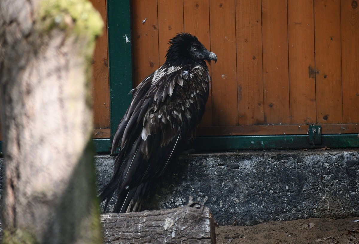 Młody orłosęp brodaty odpoczywa w Nowym ZOO w Poznaniu. Mamy nadzieję, że wróci na wolność najszybciej jak się da. Ptaki te NIE SĄ ZAGROŻENIEM DLA LUDZI. Od kilkudziesięciu lat trwa przywracanie ich Naturze, po tym, jak ludzie prawie całkowicie je wytępili 
#orłosęp #Zoo #Poznan