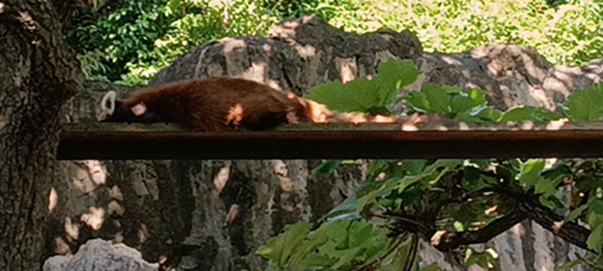 #レッサーパンダ

野毛山動物園にて…♫

イチゴこんな暑い日はお昼寝。

ま、江戸川区自然動物園のサクユリもお昼寝だろなw.
ま、あっちはもっと高い木の上だろうけどw