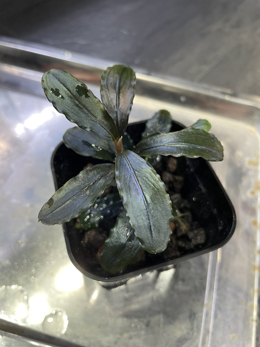 yone121116's tweet photo. #bucephalandra
#ブセ
#ブセファランドラ
#熱帯植物 https://t.co/0DVYnmdQzU