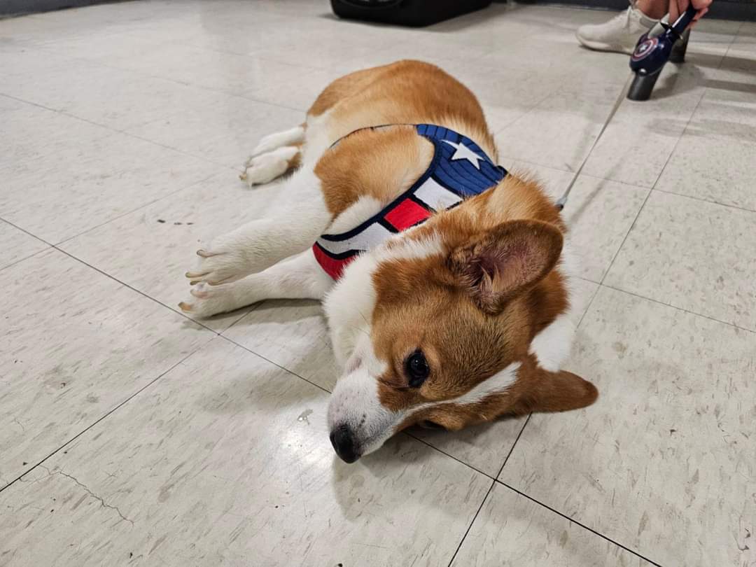jetfastpet's tweet photo. Marly: I need...a powerbank...

#pettaiwantohongkong
#JETFASTPET #dogs #cats #internationaltravel
#petexport #petimport #petrelocation #pettravel
#petshipping #petshipper #pettransporter
#RNATT https://t.co/2eD8LedEiY