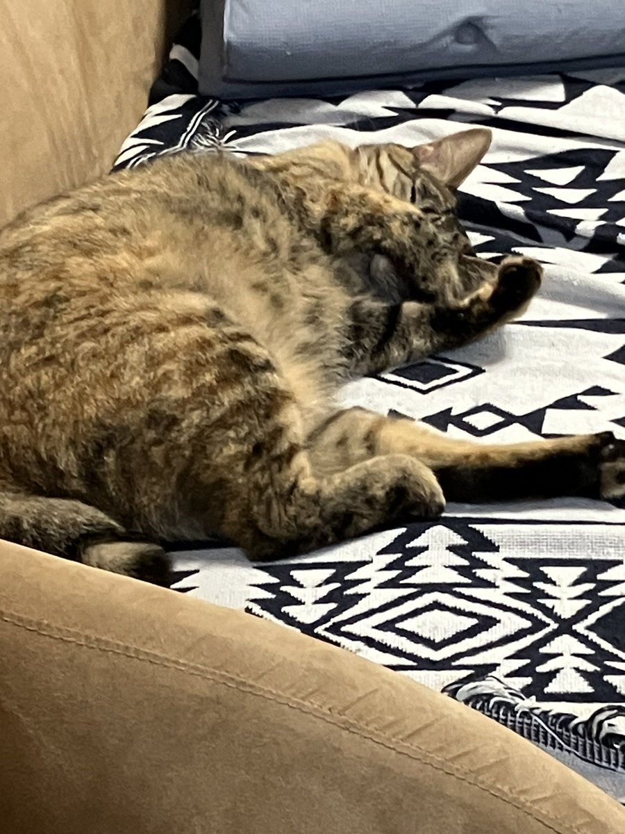 CcCwbe's tweet photo. 承認ありがとうございます😺
うちにはもうすぐ一歳の兄妹がいます🌟 https://t.co/X3CR1mViS6