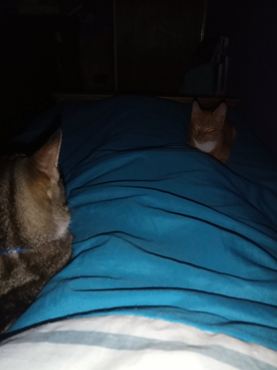 Me invadieron la cama estos desgraciados