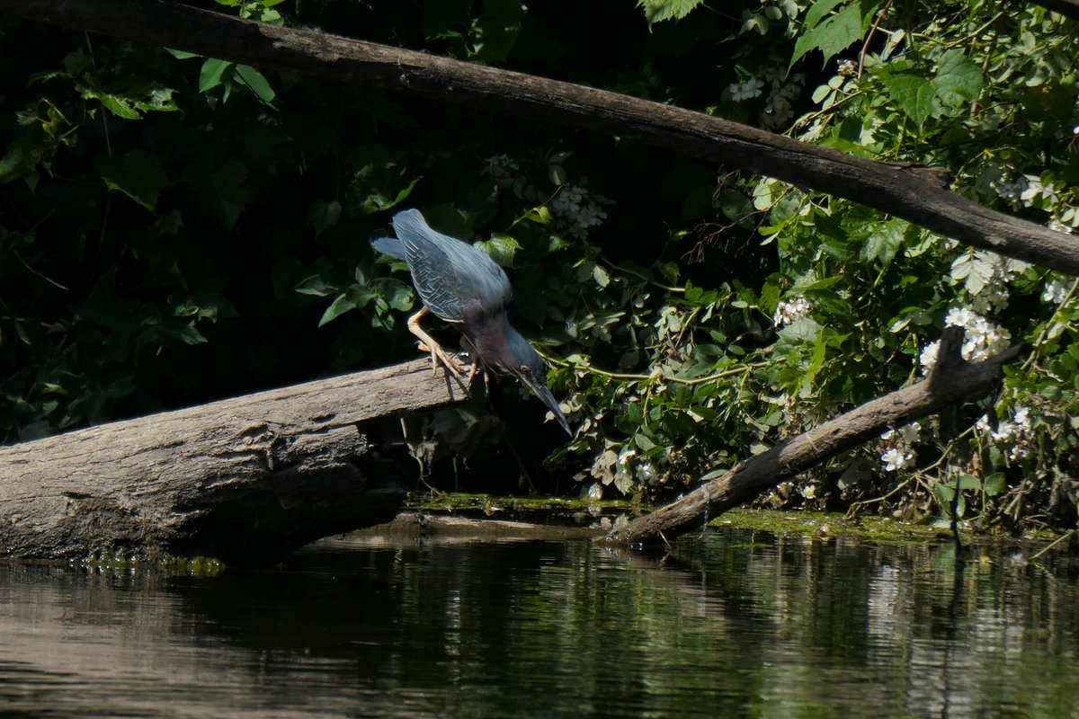 AndyLongfellow9's tweet photo. The Green Heron
This stretch of the Thornapple River between Middleville and Parmalee is favored by the Green Heron.
The way they move is as beautiful as their plumage and form.
#Herons #MichiganBirds #Birdphotography #BirdofTwitter @every_heron https://t.co/7yo2XSLJYq