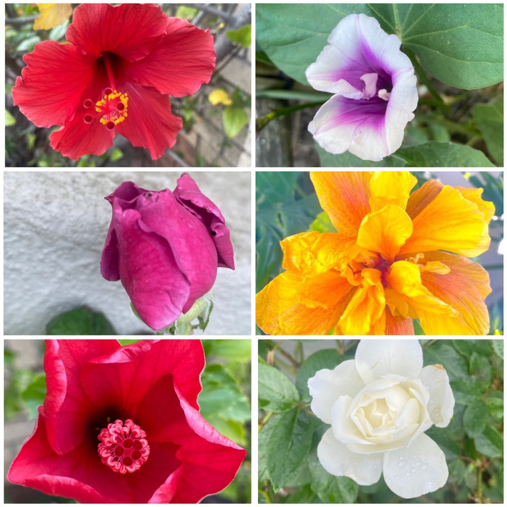 #SixOnSaturday #Colourful diversity of #Flowers 

“The specific colour each flower exhibits results from a combination of various pigments, influenced by the genes particular to each plant species.”