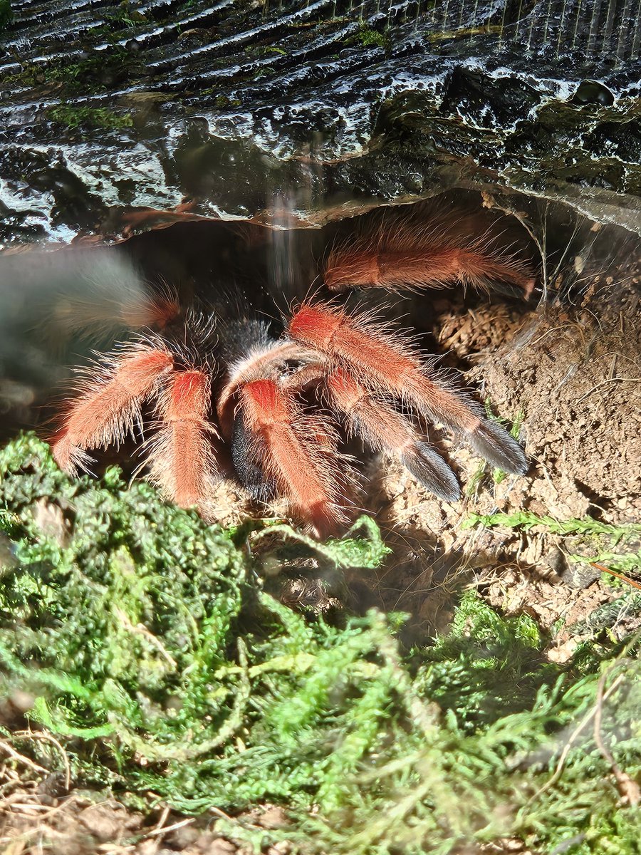 caty_patty's tweet photo. My sweet girl, Miss Holly Gibney coming out after a fresh molt 🥰
#tarantula #HollyGibney https://t.co/P7wvMnxNpX