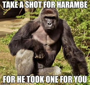 HarambeRune's tweet photo. Friday night mentality.

REST•IN•PEACE•HARAMBE https://t.co/6ZzDoZYYOL