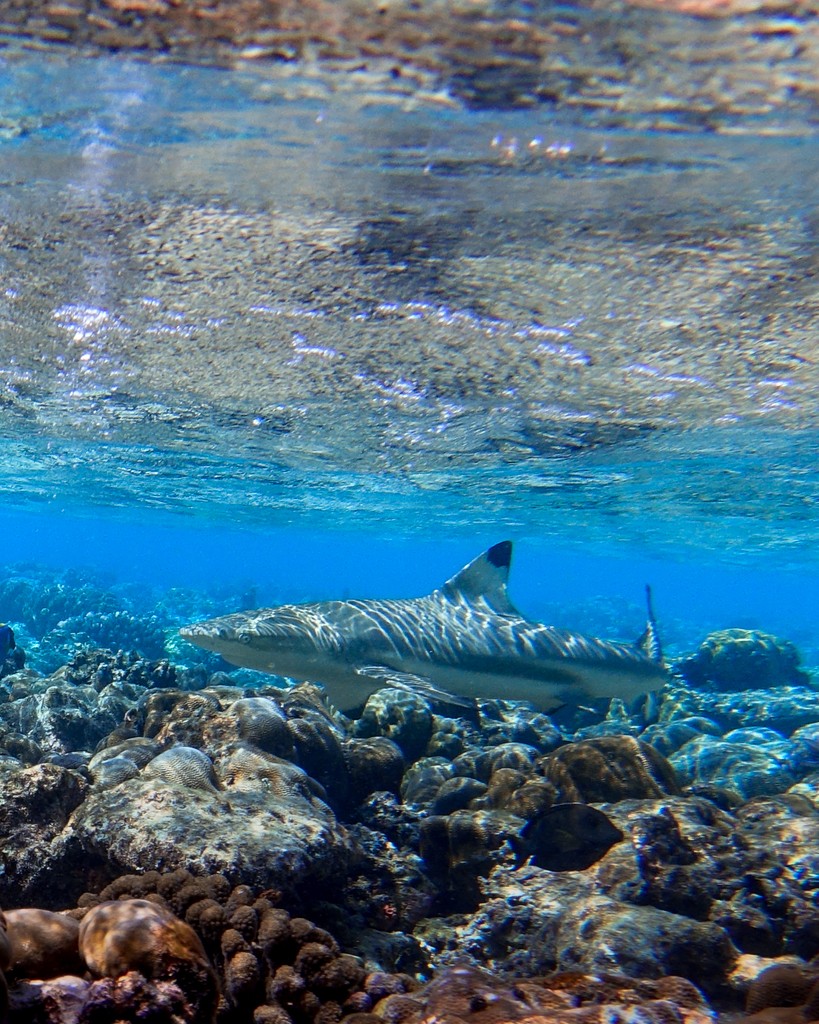 🌊 Dive into World Reef Awareness Day and stand up for our underwater ecosystems! 🐠🐬⁠
.⁠
.⁠
.⁠
.⁠
.⁠
#WorldReefAwarenessDay #ProtectOurReefs #SaveTheOceans