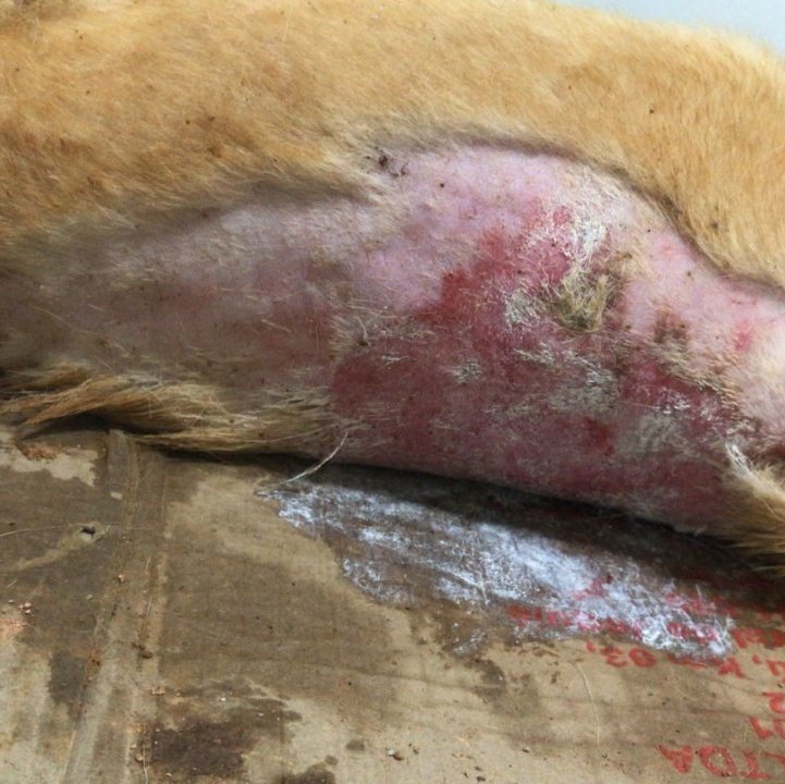 laikkz's tweet photo. @mauro_davi6 gente ajudem meu cachorrinho com qualquer valor, ele foi at4c4d0 por uma Pitbull, ele grita de dor e infelizmente não temos condições de pagar a cirurgia. https://t.co/M1Yov7QwKq https://t.co/Y5JaSZGiof
