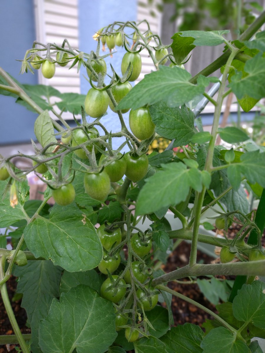 KAGOME #手間のいらないミニトマト 🍅
#超カルスNCR で再生した土38Lプランターに苗を1本植えました🌱
畑植え向きとは知らずに植えましたが😅、成長がいいです👍今、幅110cmになりました🌿
さてこの後は台に乗せた方がいいか、考え中です🤔