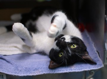 PeterAskin1's tweet photo. B & W girl kitty "Cookies and Cream" (yes, that's her name) was left in the parking lot at the Brooklyn shelter at NYC ACC! This girl will be a joy to have but will need some time to fully trust! Adopt if local or pledge for rescue! Tag @LOVE_CATS_ONE with pledges! VERY URGENT!
https://t.co/u6RyN2GCjq
