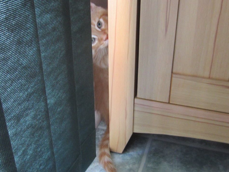 @TheStourbridge Lucy wishes you a 'good night' from her hiding spot!
(She's grown too big to fit in there nowadays!)
#CatsOnTwitter #CatsOfTwitter #OrangeCats #GingerCats