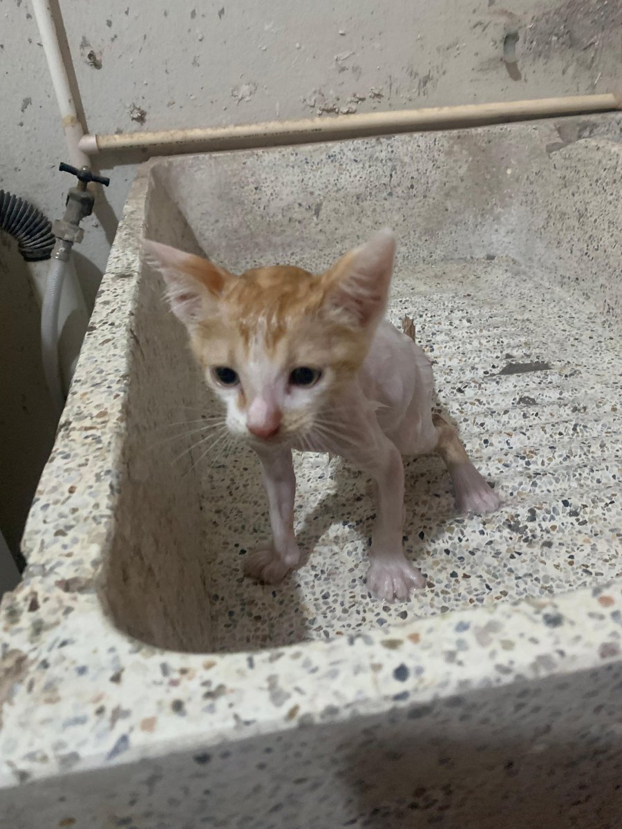 this is my soggy cat