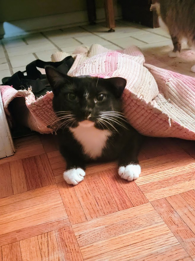 Andrew Canulette tweet media