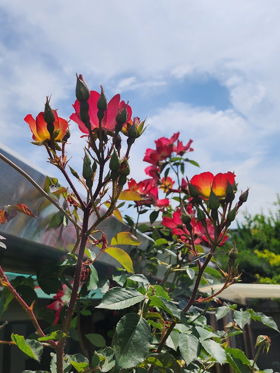 축복합니다♡
덕분입니다♡

전주 한옥마을~*