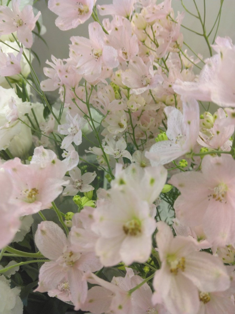 満開の桜のような🌸🌸🌸
デルフィニウム「さくらひめ」
　　愛媛県産

暑かったり、ひんやりしたり
日毎の気温の変化は
身体にこたえますね💦

#花屋の花子　#練馬　#桜台