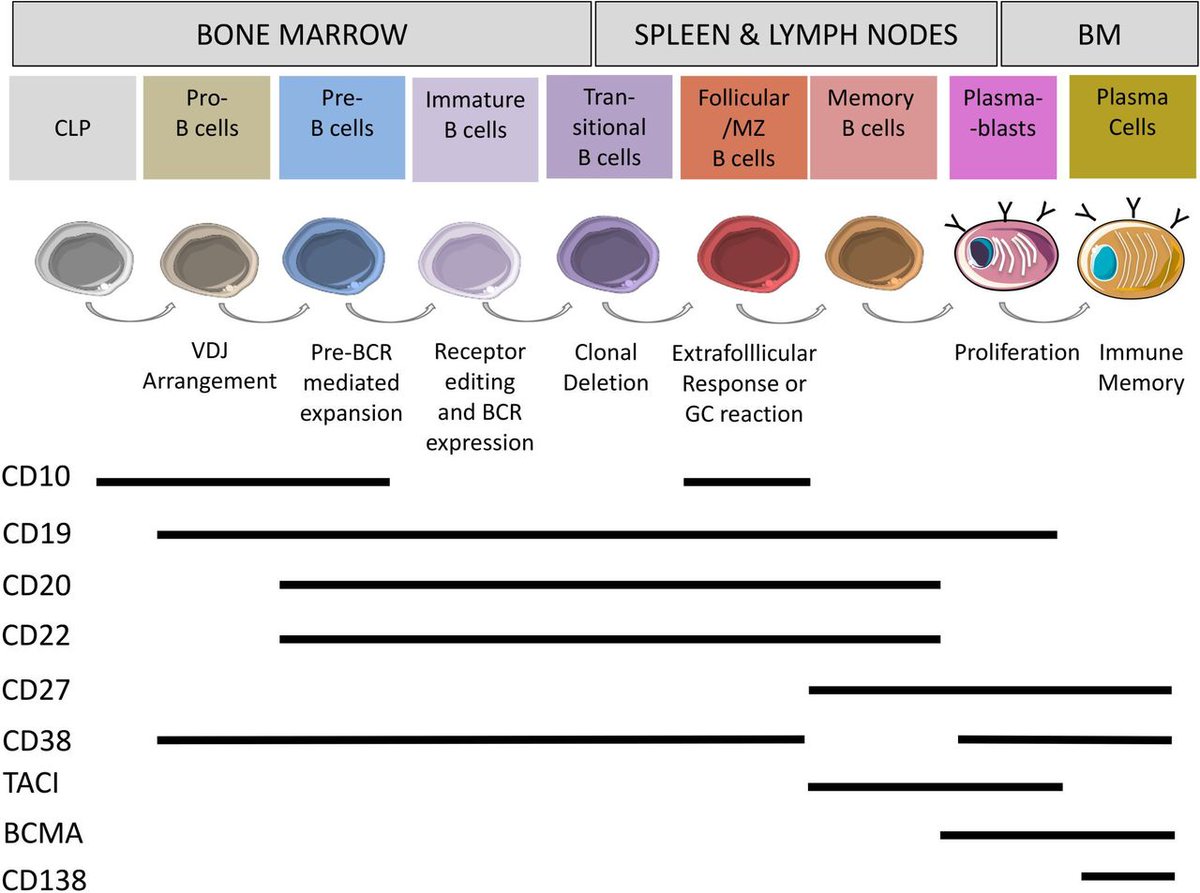 🌟 B-cell depletion in autoimmune diseases

🔷 Review
🔷Current therapeutic strategies to deplete B cells in order to ameliorate or potentially even cure autoimmune disease

🔗 bit.ly/3RwAWBx