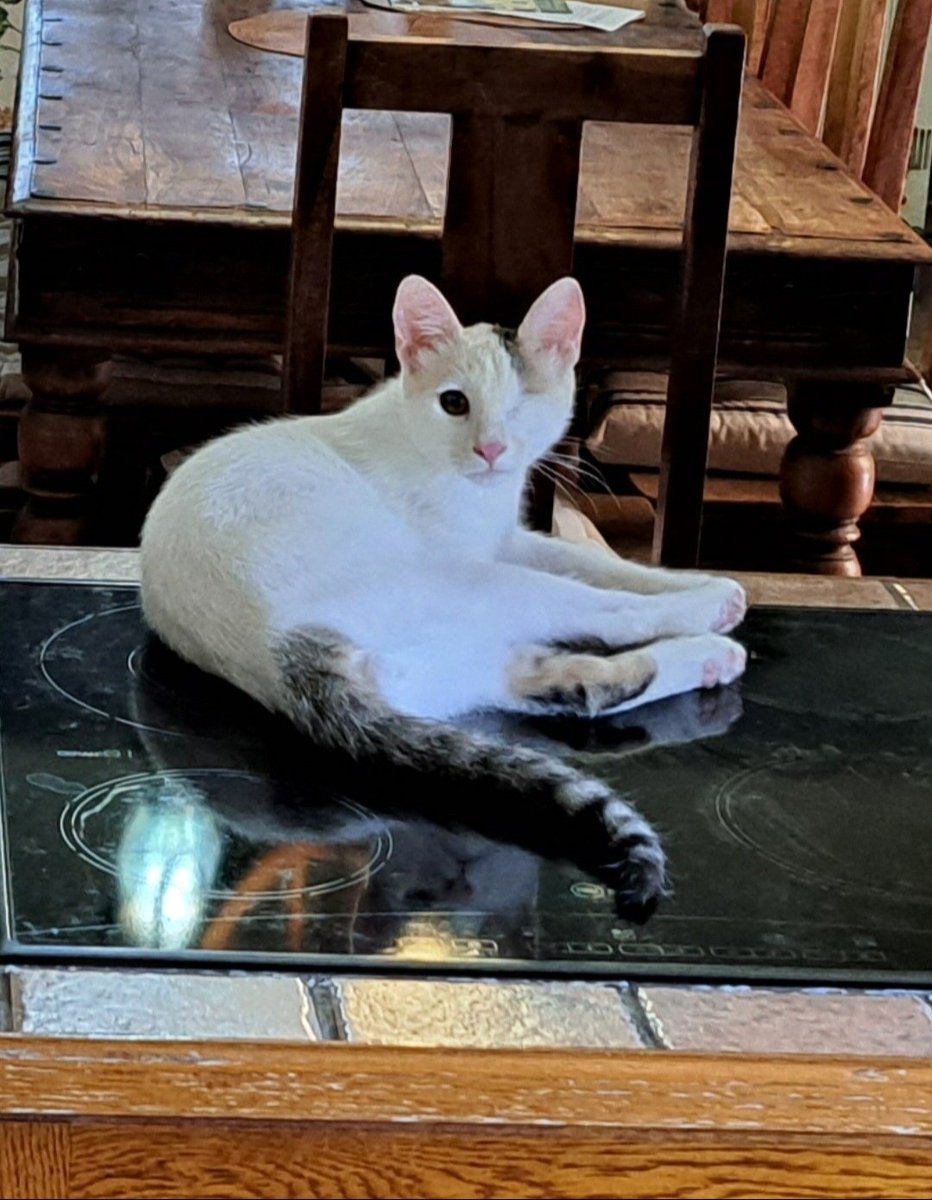 Michalis Antoniou tweet media