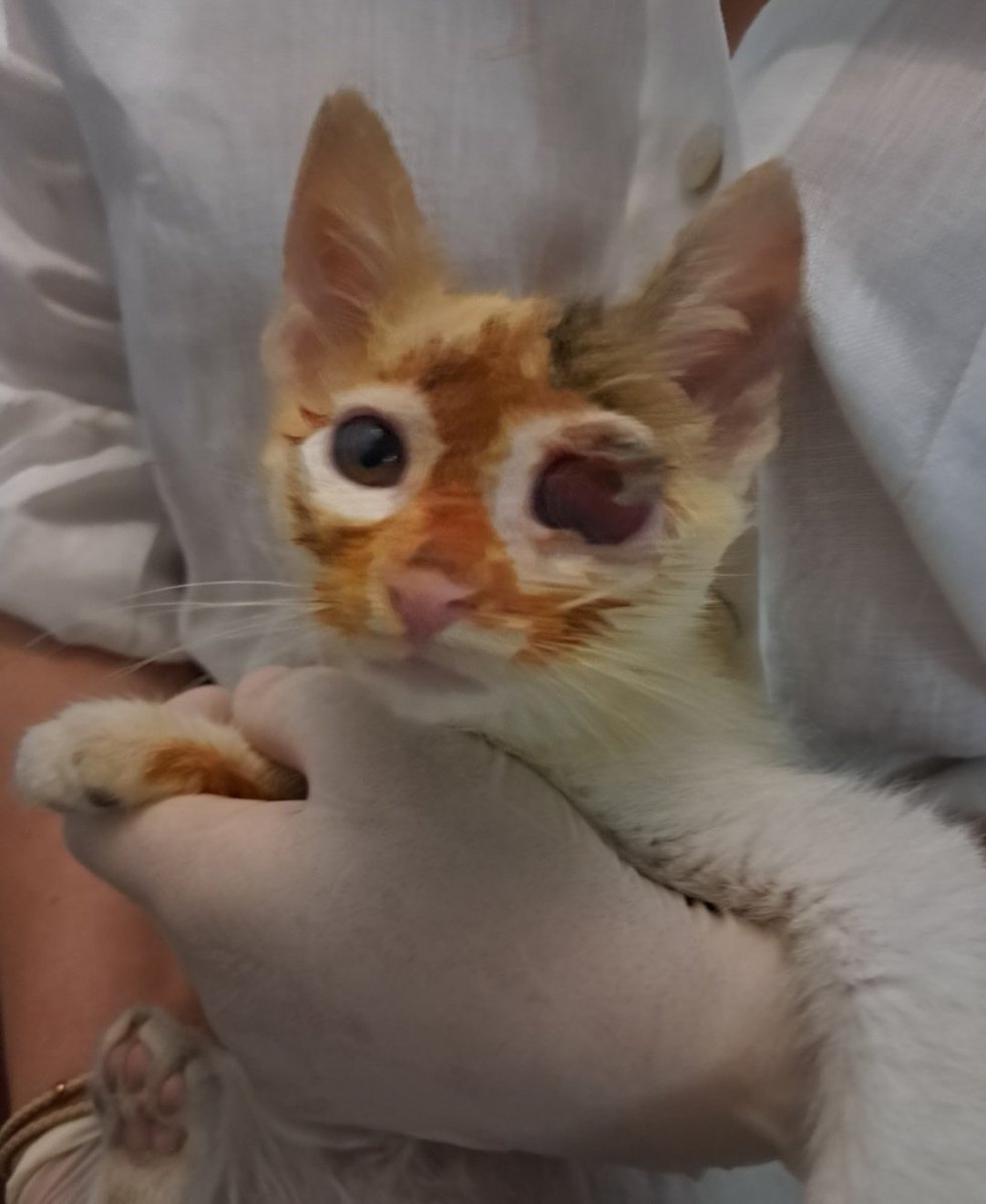 Michalis Antoniou tweet media