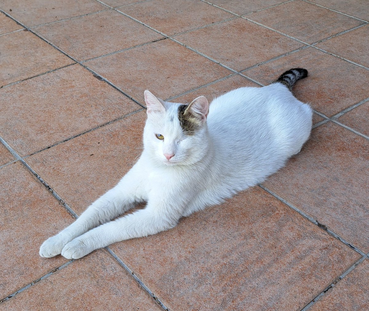 Michalis Antoniou tweet media