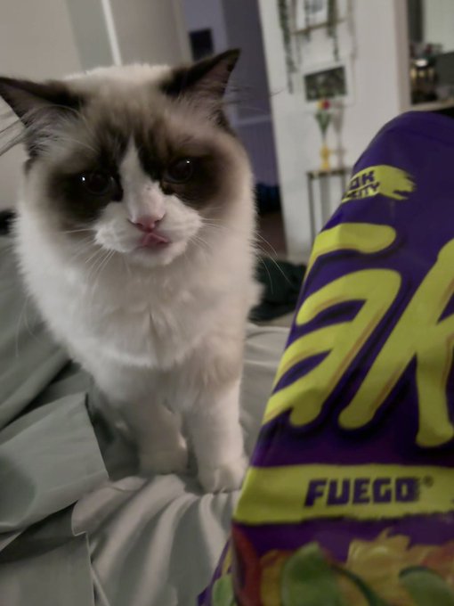 lil bro caught a whiff of takis and has been making this face at me for 20 minutes https://t.co/fQ6R