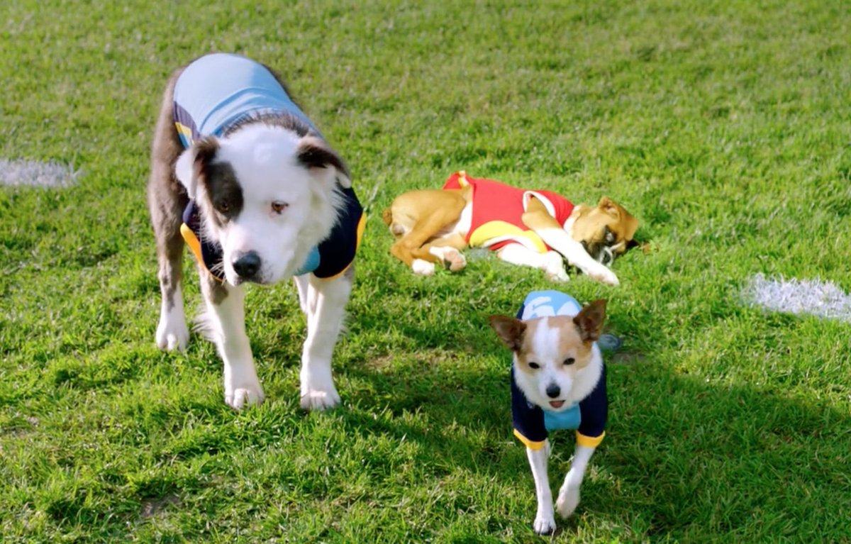 Bιƚҽ 🐾🦴 (Father of 6 puppies) tweet media