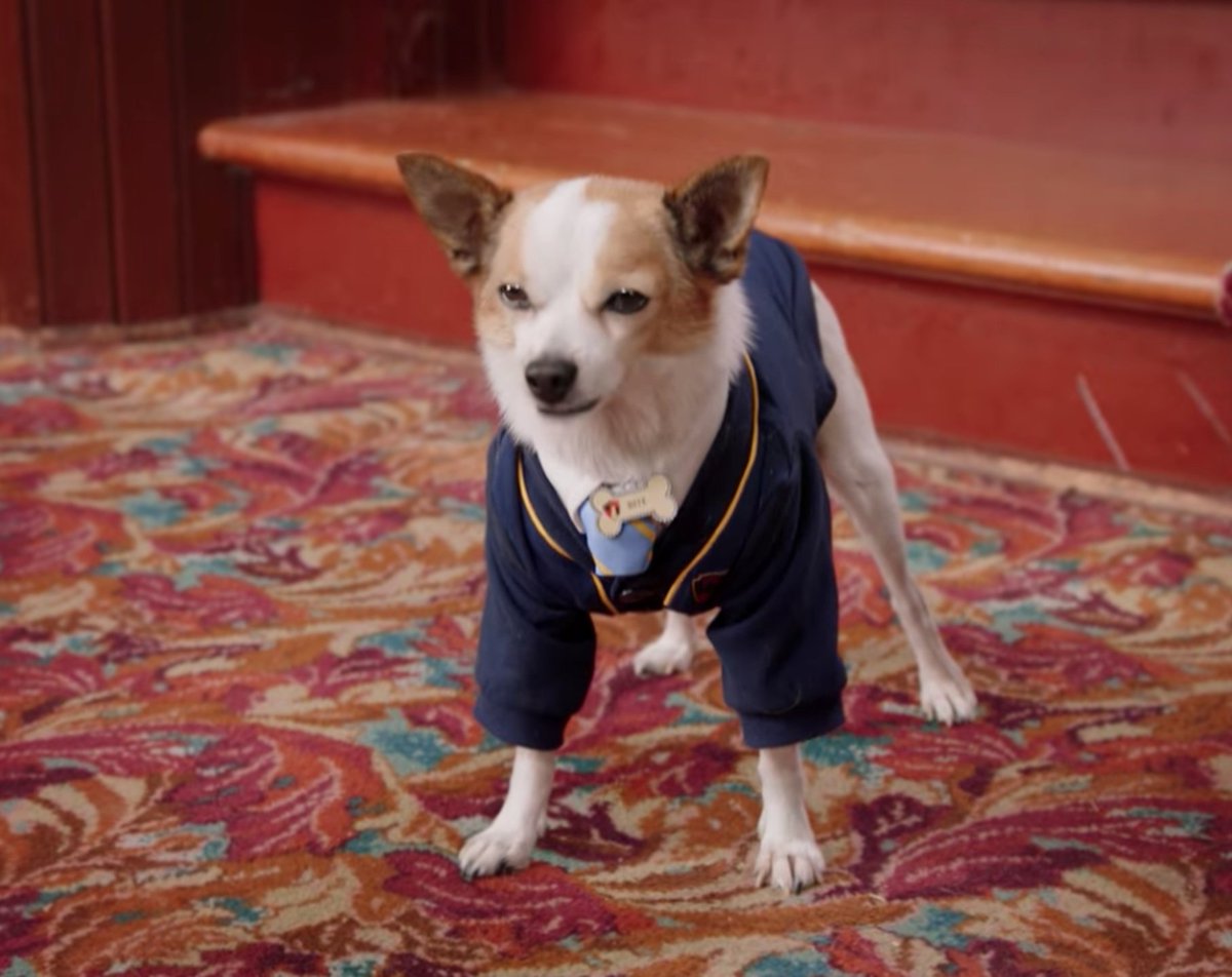 Bιƚҽ 🐾🦴 (Father of 6 puppies) tweet media