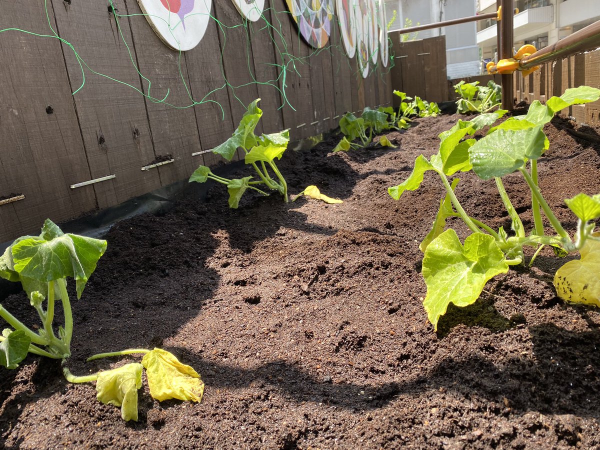 Shinjuku_Farm_'s tweet photo. 内藤かぼちゃの苗を皆さまと植え付けました🌱🎃

今年は #空中栽培 に挑戦します！
いい天気🌞で皆さまと植え付けできて楽しかったです☺️

たくさん収穫できますように🙏🏻
大きくな〜れ！

#プロトリーフ 
#新宿御苑 
#新宿高校 🏫
#TokyoUrbanFarming https://t.co/DarFU13Moi