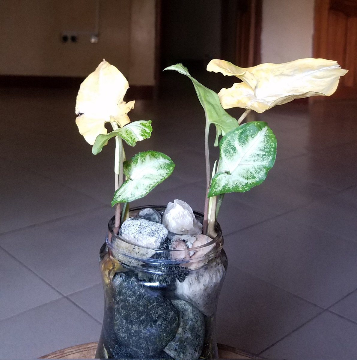 Kaseseyout7741's tweet photo. As time goes on you have to leave the world, the big question is WHAT HAVE YOU LEFT FOR THE NEXT GENERATION?
Plant the tree for the next generation. https://t.co/2Hd1dGBufK