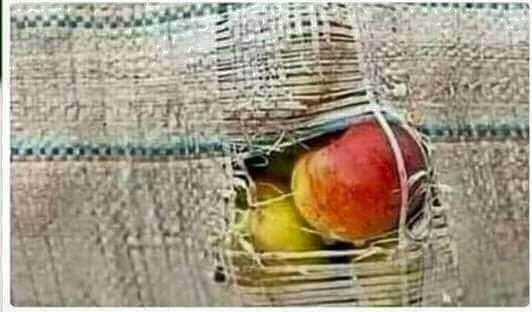 السلام و علیکم ورحمتہ اللہ وبرکاتہ
پھٹے ہوے توڑے میں کتنا خوبصورت سیب ہے 
بلکل اسی طرح پھٹے پرانے کپڑوں میں خوبصورت دل ہوتے ہیں لوگوں کا انتخاب کرتے وقت کسی کے کپڑے اور جوتے مت دیکھیے
بلکہ اسکے دل کی خوبصورتی کومدنظر رکھیے 
#محبت_کا_سفر