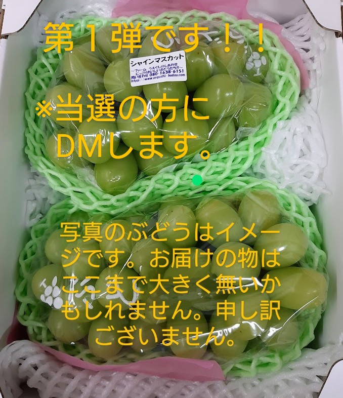 今年もやります❗
#2024マンスリープレゼントショー第１弾です ！
『#シャインマスカット 2房入り(約1㌔予定)』を２名です。
これから作りますのでじっくりお待ち下さい。
条件 
このアカウントをフォロー、このポストをリポストして下さい。
期間は6月3日12時までとします。

#ファームうえぐし