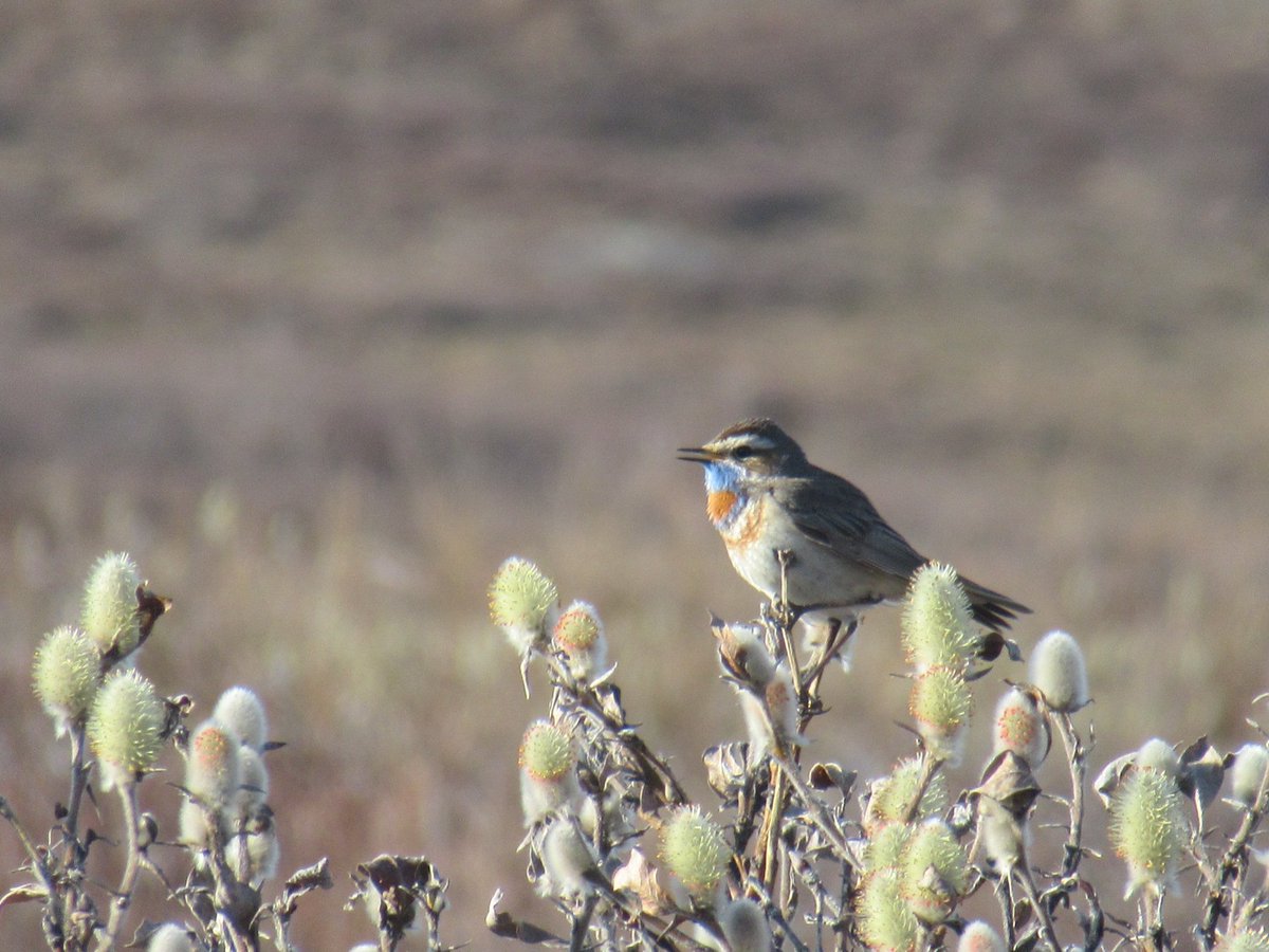 Dr. Amanda Young (@arctic_ubetula) on Twitter photo While out monitoring plants today near <a href="/Toolik/">Toolik Field Station</a> I heard what could only be described as a bird mimicking a grasshopper. I knew there must be a bluethroat around but I did not have my binoculars. I went back and I found a handful of handsome bluethroat singing away in some willows. While out monitoring plants today near <a href="/Toolik/">Toolik Field Station</a> I heard what could only be described as a bird mimicking a grasshopper. I knew there must be a bluethroat around but I did not have my binoculars. I went back and I found a handful of handsome bluethroat singing away in some willows.