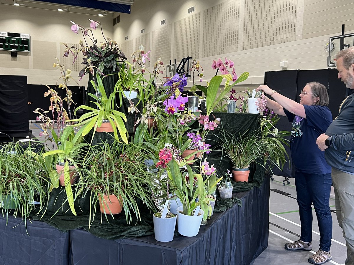 FoothillsOrchid's tweet photo. Setup day for the Calgary Orchid Show and Sale, https://t.co/CZdY079O0g.  The doors open tomorrow at noon https://t.co/b0DSifqRYG
