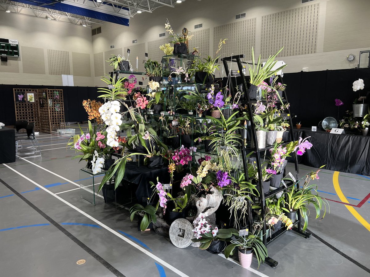 FoothillsOrchid's tweet photo. Setup day for the Calgary Orchid Show and Sale, https://t.co/CZdY079O0g.  The doors open tomorrow at noon https://t.co/b0DSifqRYG