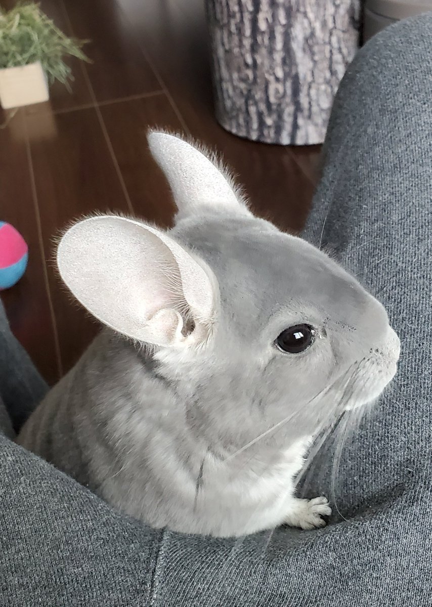 Rye_Chronicle's tweet photo. めっちゃ雷鳴ってるー⚡
#chinchilla #チンチラ #ライの日常 https://t.co/xAjaamq4ZI