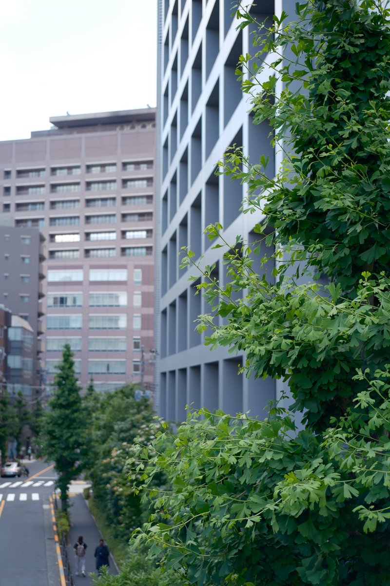 koryu_kin's tweet photo. A belated announcement, but I started working in Tokyo in April as an assistant professor in the Department of Biochemistry and Systems Biomedicine at Juntendo University. I will keep working on the evolution of multicellular systems using Capsaspora, Dictyostelium, and more! https://t.co/RAB4AajVcN