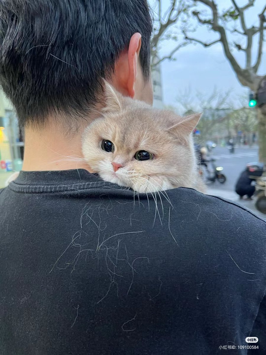 No Context Cats tweet media