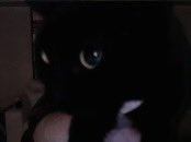DUSTBOWL_NEWS's tweet photo. BREAKING: @CaseOh__ threatens to eat a cat on a twitch live stream https://t.co/z9DSMcHBcu