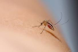 ワクチン接種者の血液を吸った蚊が死に絶えました。ワクチン接種7回以上の方々は蚊に刺されないそうです。やはり血液内に酸化グラフェンの他に何らかの化学物質やナノアルミニウムなどが含まれているかもしれません。虫除けスプレーなどをしないで、蚊に刺されない人々はワクチン接種済みと判断する事