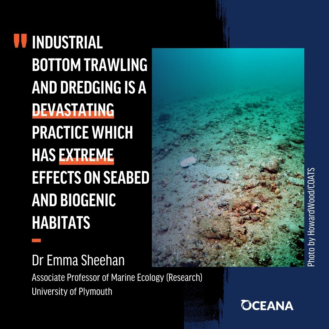 How on earth is destructive bottom trawl fishing still allowed in most of our marine “protected” areas? We're campaigning to end this devastating bulldozing of our ocean. Sign up to our newsletter to find out how you can help. 🌊👉bit.ly/oceanauknews