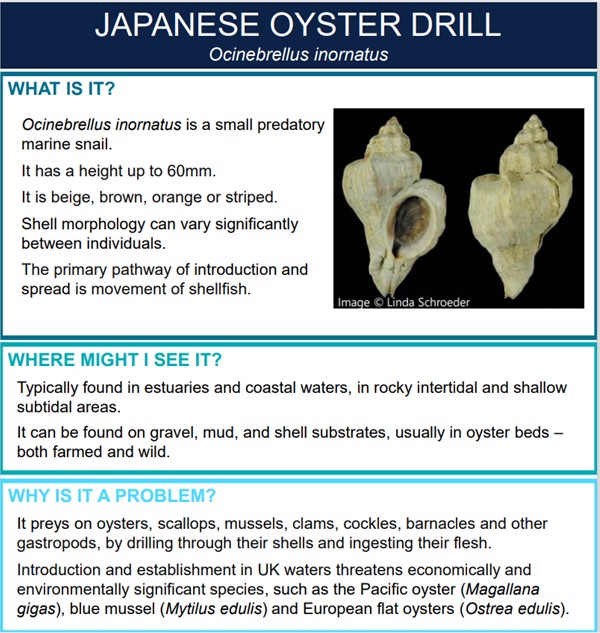 It’s #InvasiveSpeciesWeek! 🐚🦞
Invasive animals and plants are one of the top threats to global biodiversity
Find out more in our blog about our response to a recent suspected sighting of Japanese Oyster Drill
👉 bit.ly/3K6EqGq
#InvasiveSpeciesWeek #INNSweek <a href="/InvasiveSp/">Invasive Species Week</a>