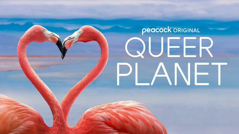 Queer Planet, narrated by the wonderful Andrew Rannells, will premier in the US @peacock @NBCUniversal on June 6th! 🦒🏳️‍⚧️🦩🦩🏳️‍🌈🐟 #Pride #PrideMonth #PrideInSTEM @PlimsollProds Check out the trailer, it's a thing of beauty . . . youtube.com/watch?v=GikfSs…